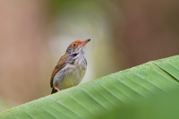 Krejcirik sedy - Orthotomus ruficeps - Ashy Tailorbird o9665